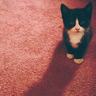 《怪猎：世界》全装备与怪物展示 全新舞台尽情狩猎
